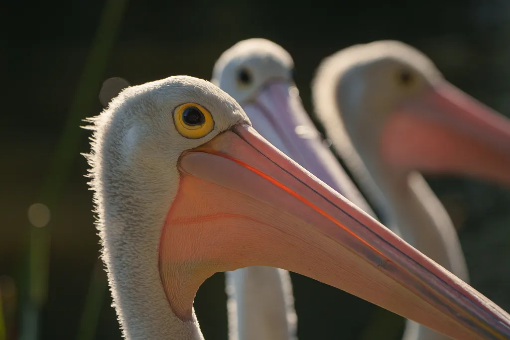 Australian Pelican