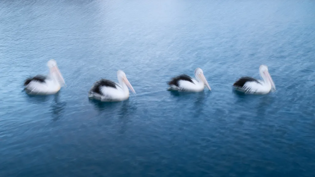 Pelican Dream