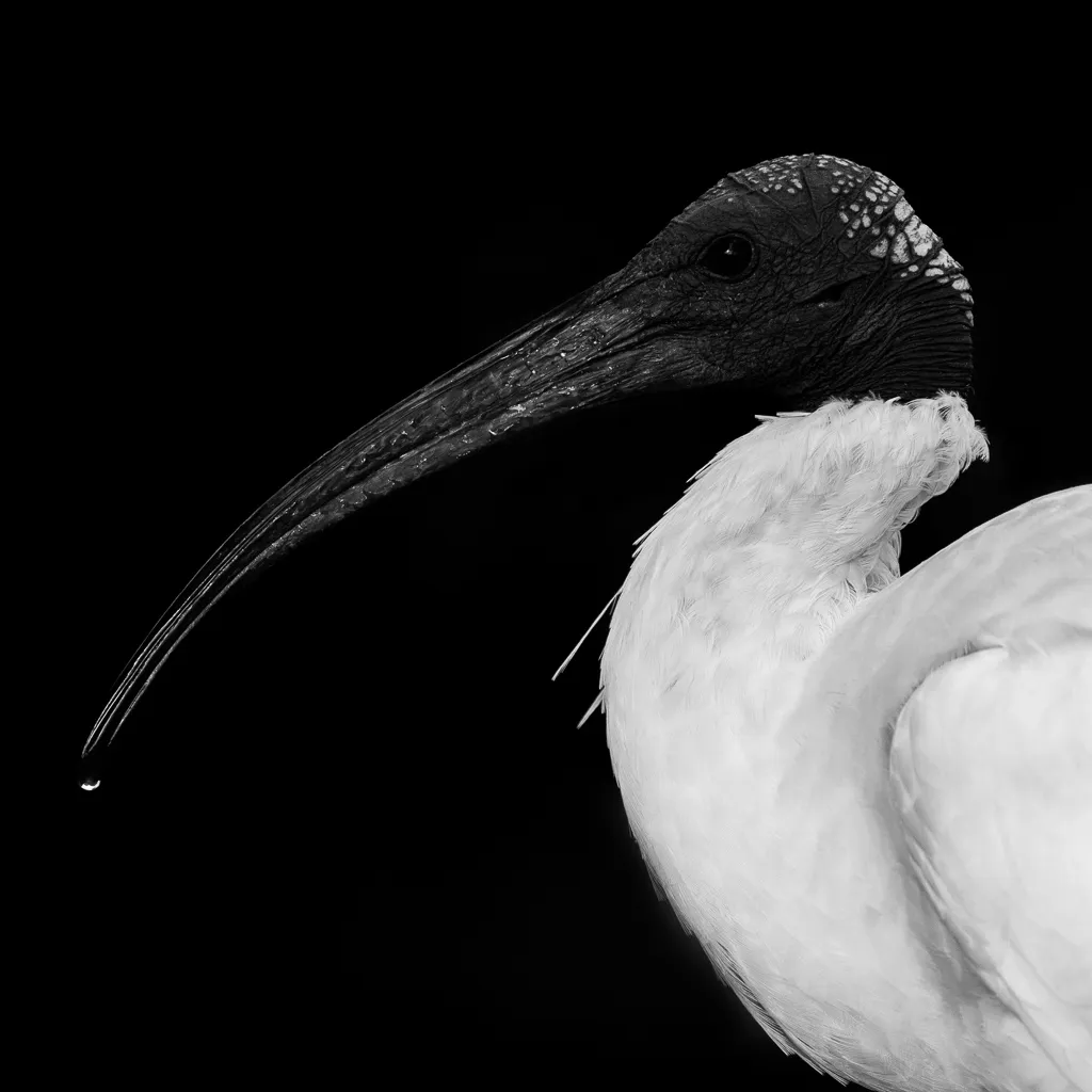 Australian White Ibis