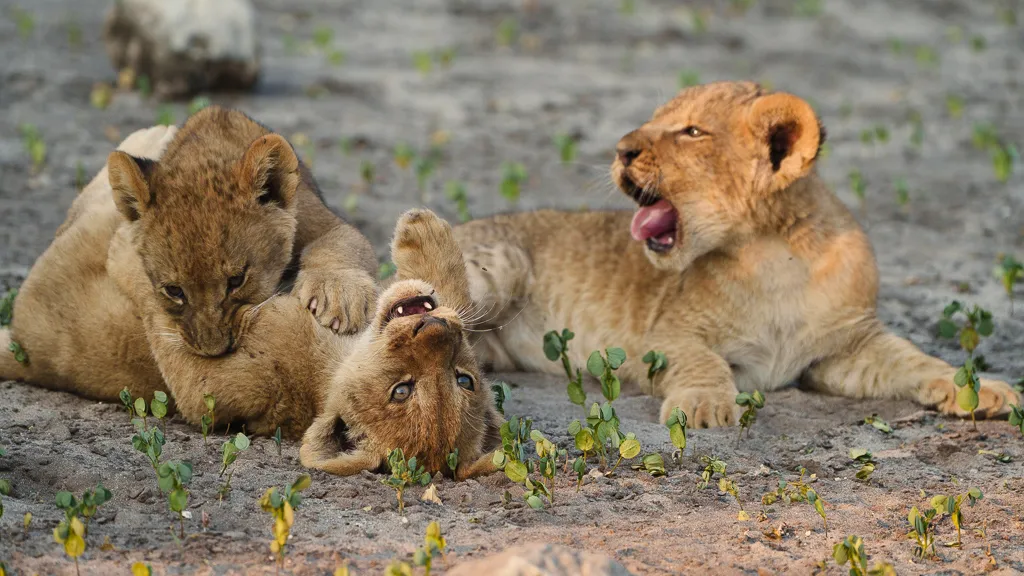 Baby Lion