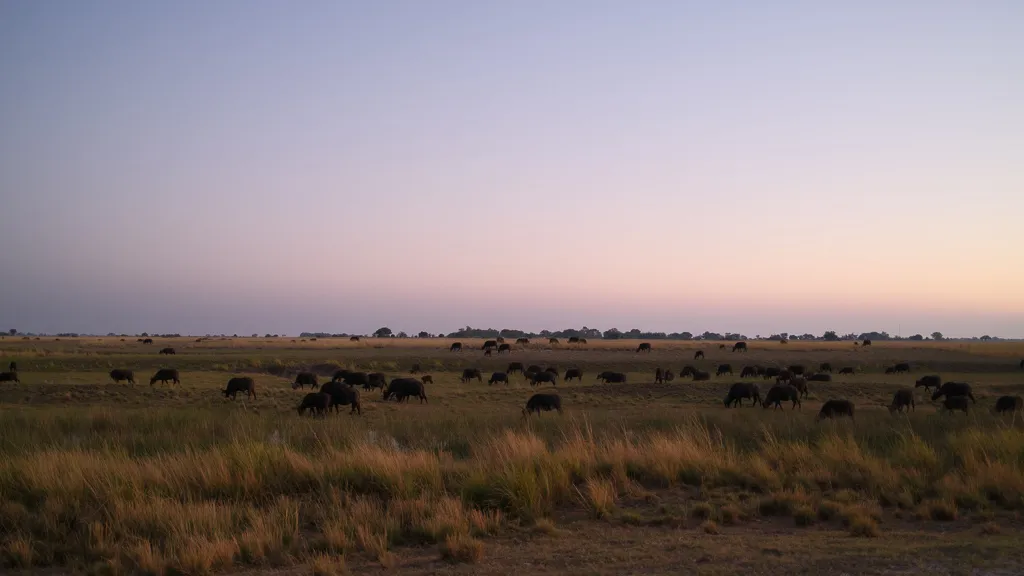 Buffalos