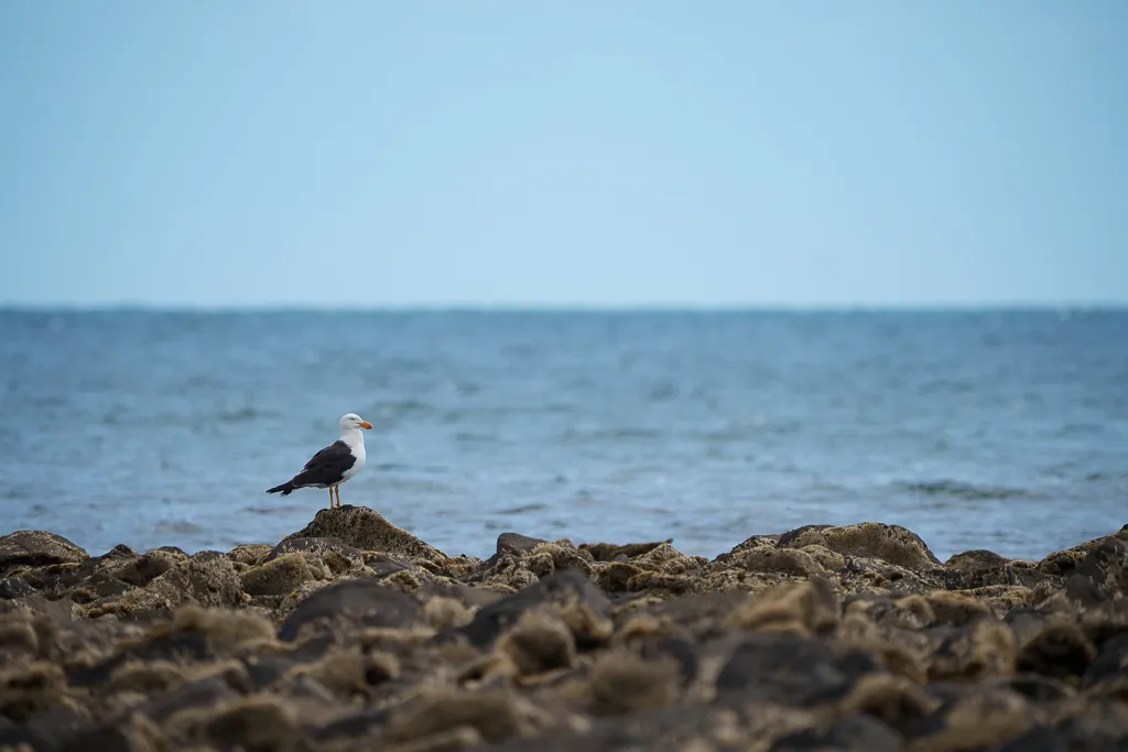 Pacific Gull